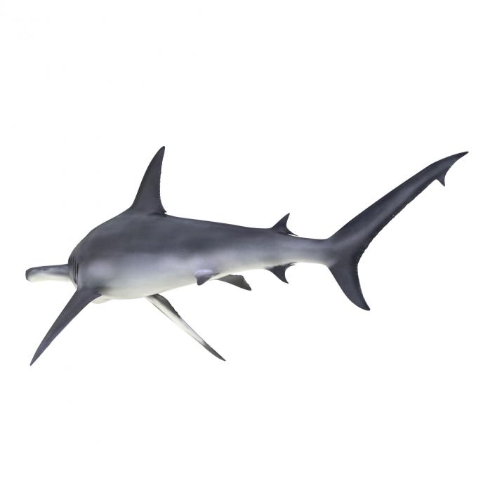 Great Hammerhead Shark Rigged 3D model