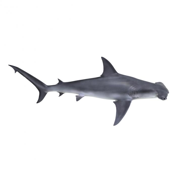 Great Hammerhead Shark Rigged 3D model