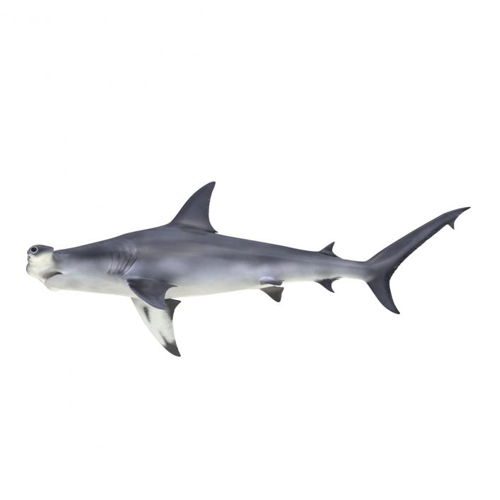 Great Hammerhead Shark Rigged 3D model