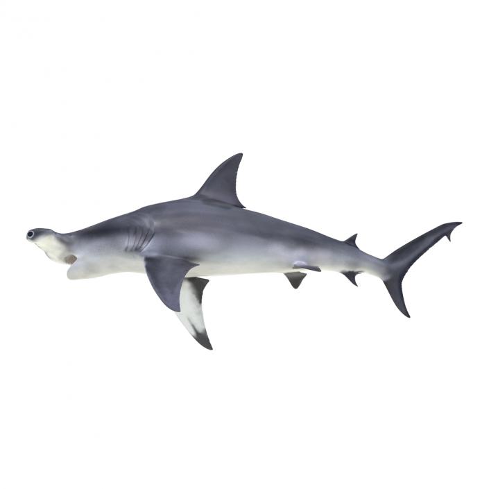 Great Hammerhead Shark Rigged 3D model