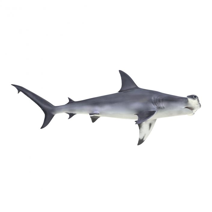 Great Hammerhead Shark Rigged 3D model