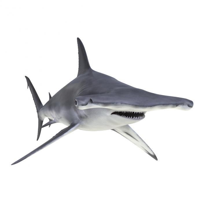 Great Hammerhead Shark Rigged 3D model