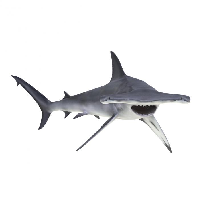 Great Hammerhead Shark Rigged 3D model