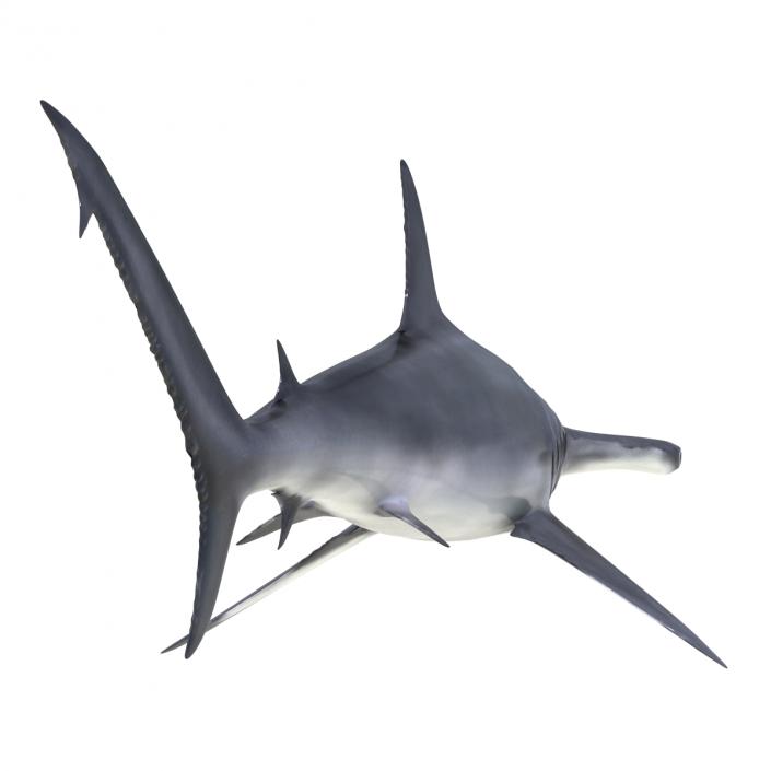 Great Hammerhead Shark Rigged 3D model