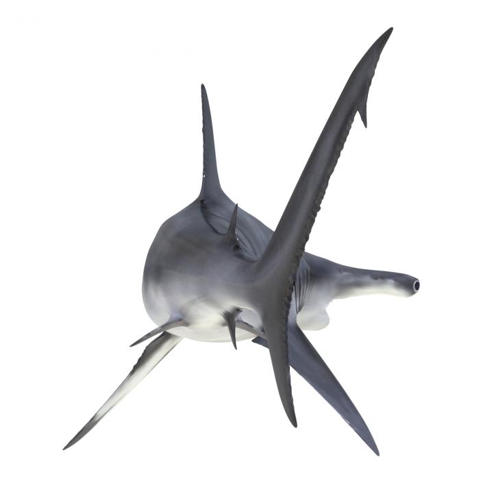 Great Hammerhead Shark Rigged 3D model