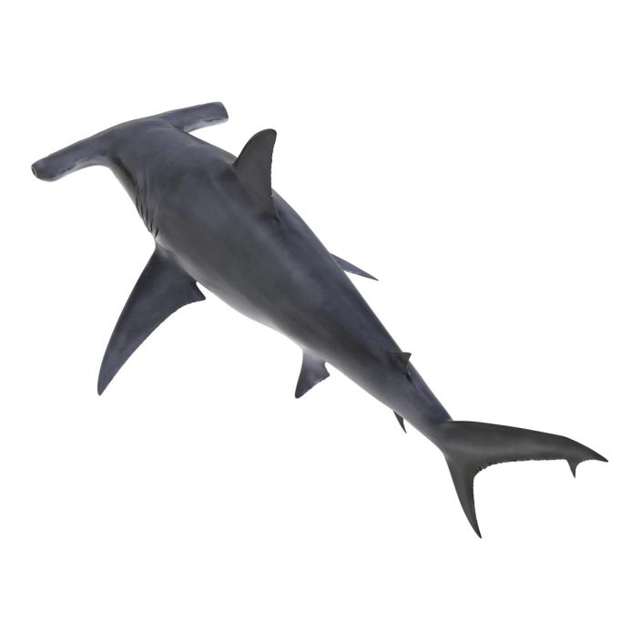 Great Hammerhead Shark Rigged 3D model