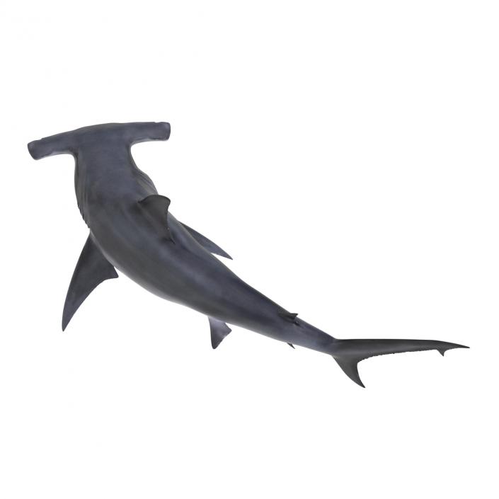 Great Hammerhead Shark Rigged 3D model