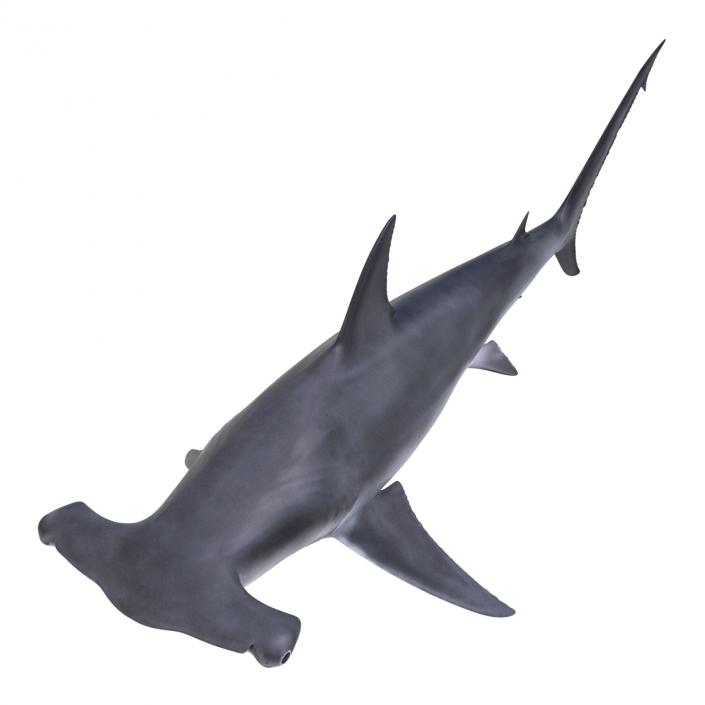 Great Hammerhead Shark Rigged 3D model