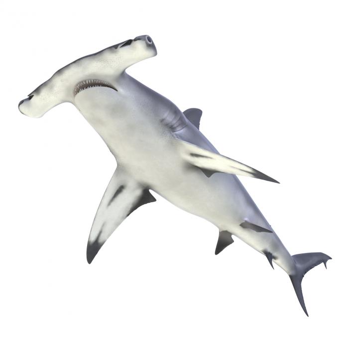 Great Hammerhead Shark Rigged 3D model