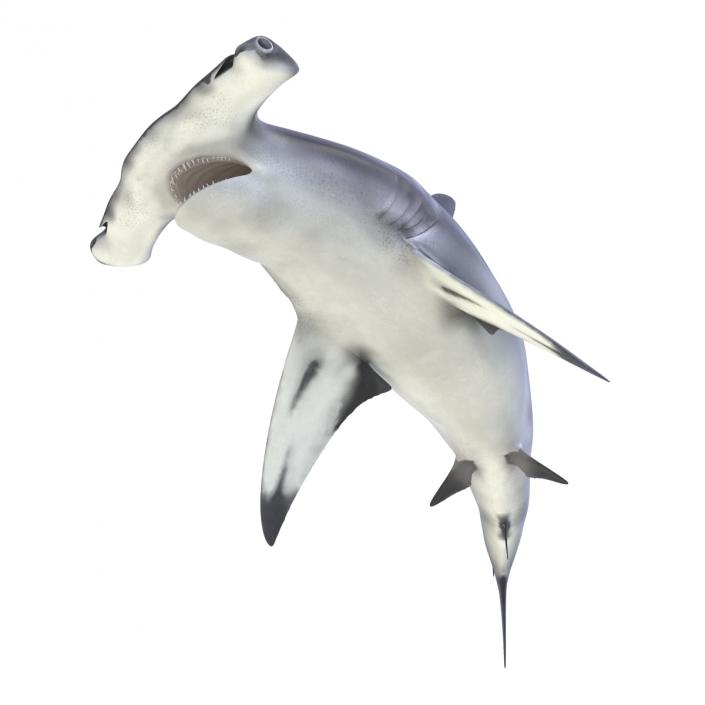 Great Hammerhead Shark Rigged 3D model