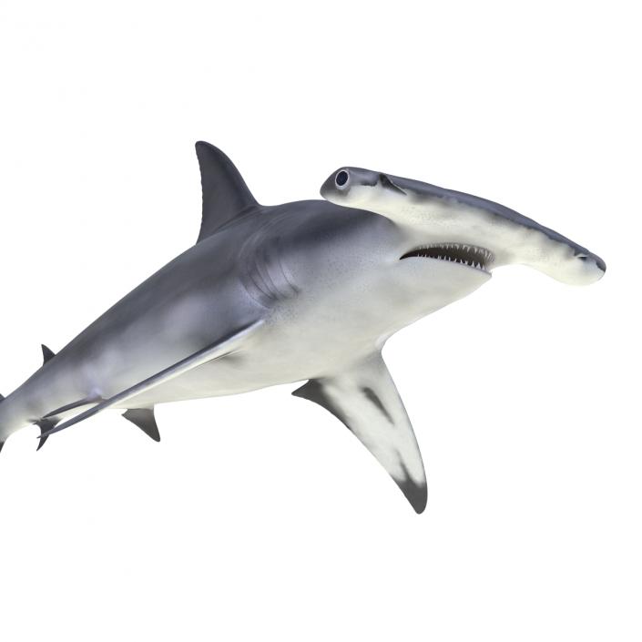 Great Hammerhead Shark Rigged 3D model