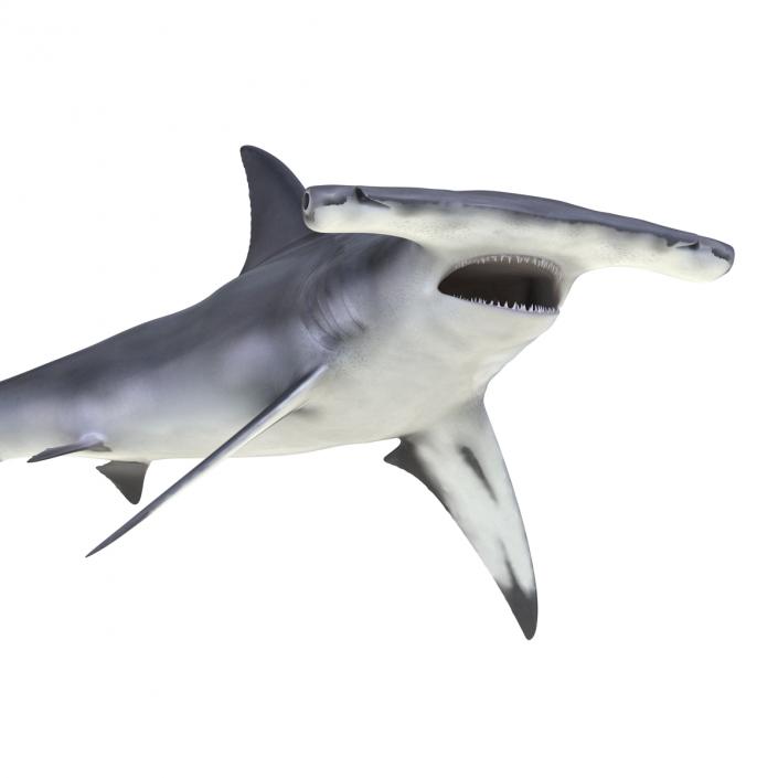 Great Hammerhead Shark Rigged 3D model