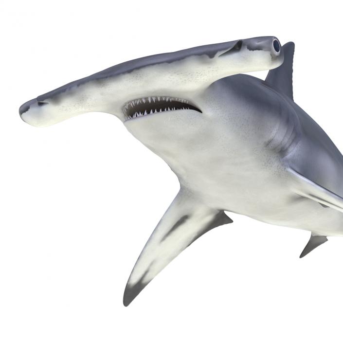 Great Hammerhead Shark Rigged 3D model