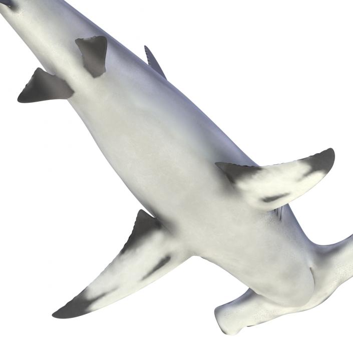 Great Hammerhead Shark Rigged 3D model