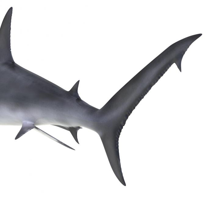 Great Hammerhead Shark Rigged 3D model