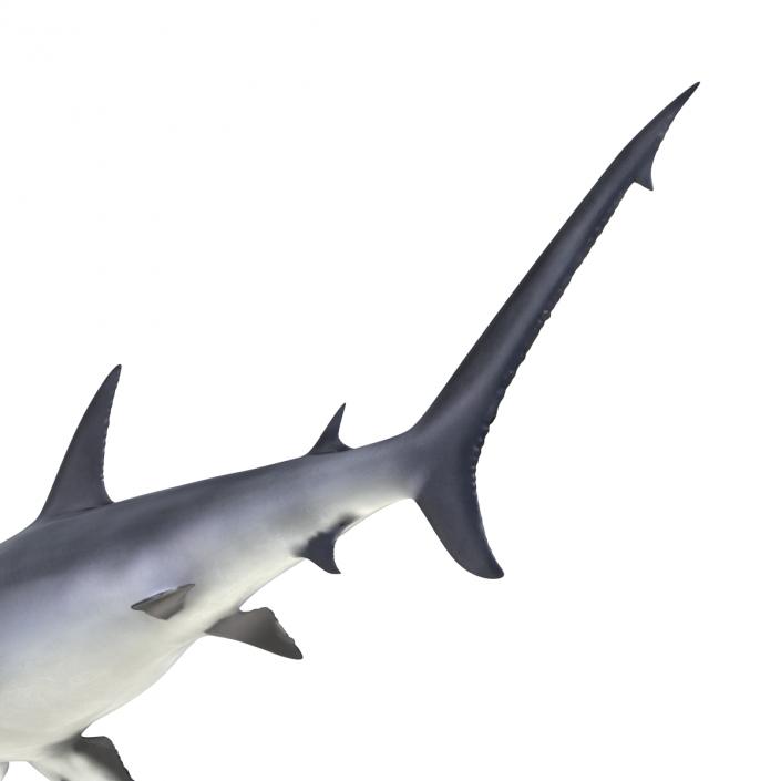 Great Hammerhead Shark Rigged 3D model