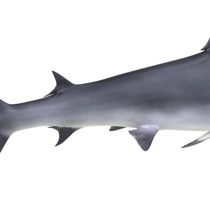 Great Hammerhead Shark Rigged 3D model