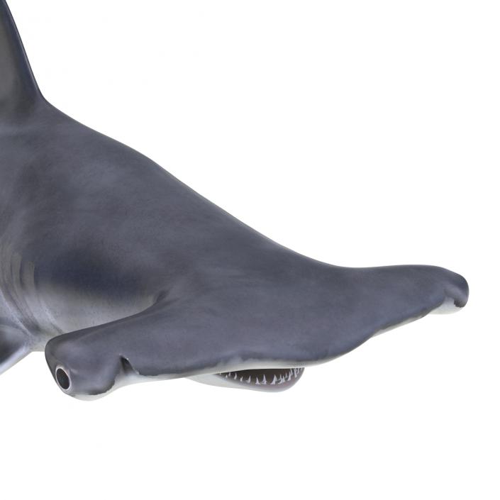 Great Hammerhead Shark Rigged 3D model