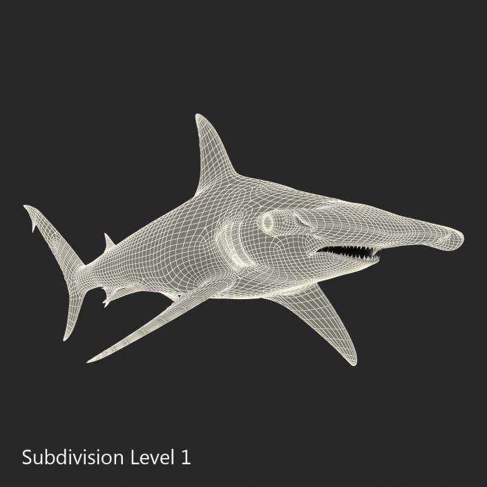 Great Hammerhead Shark Rigged 3D model