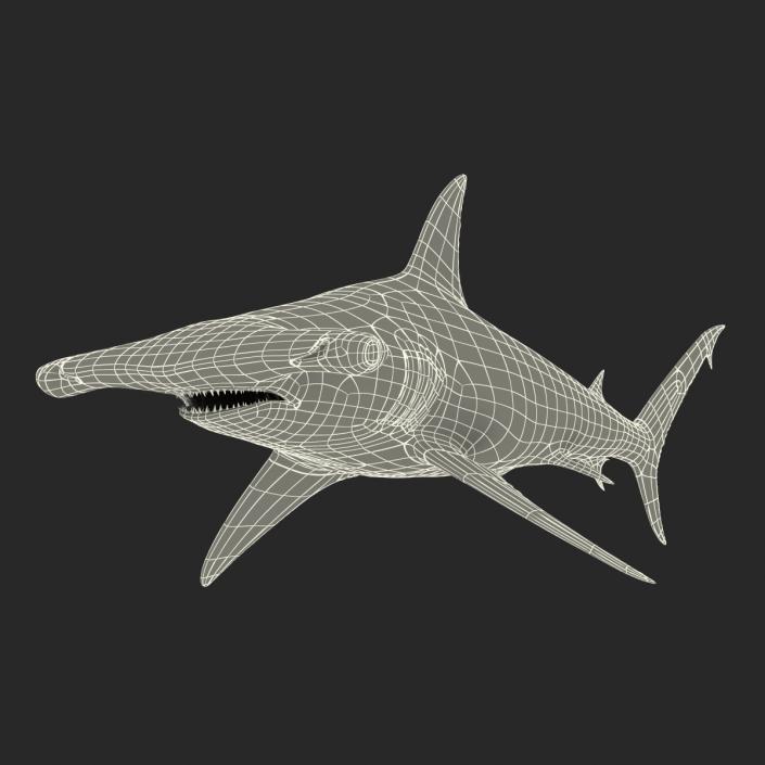 Great Hammerhead Shark Rigged 3D model