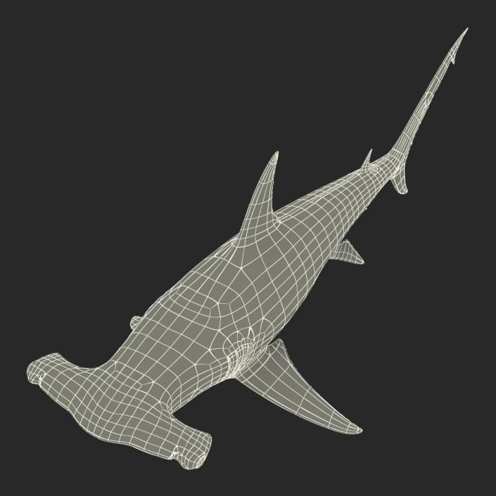 Great Hammerhead Shark Rigged 3D model