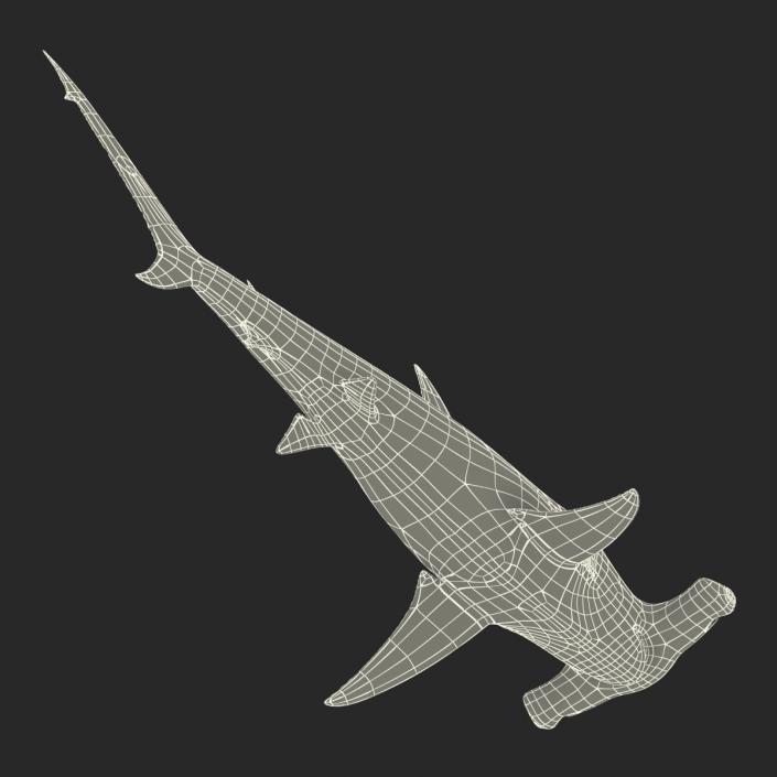 Great Hammerhead Shark Rigged 3D model