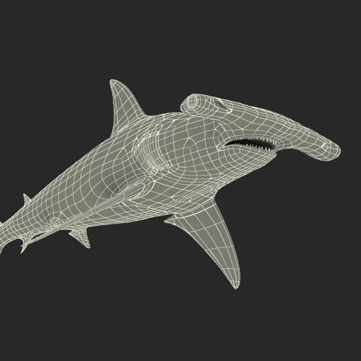 Great Hammerhead Shark Rigged 3D model