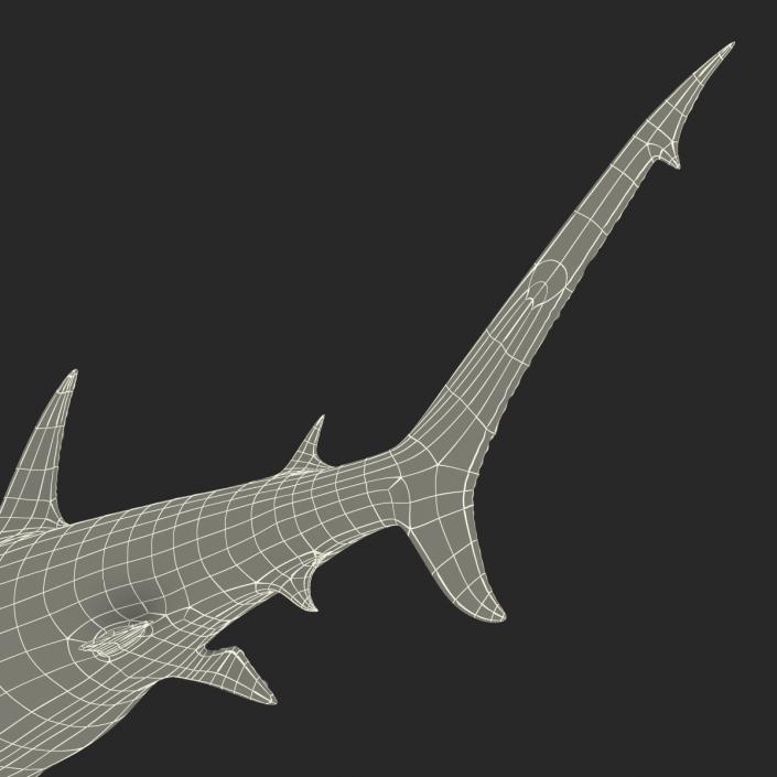 Great Hammerhead Shark Rigged 3D model