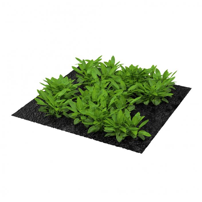 Sorrel Plants in the Garden 3D