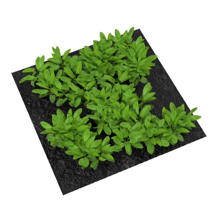 Sorrel Plants in the Garden 3D