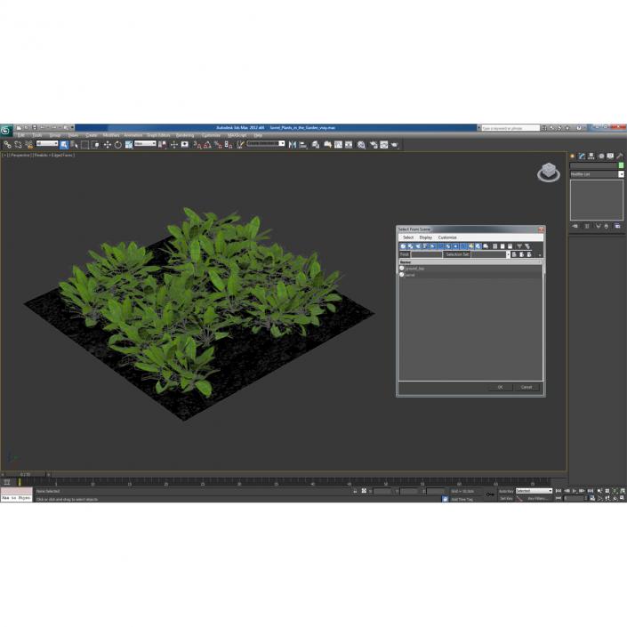 Sorrel Plants in the Garden 3D