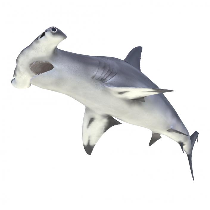 Great Hammerhead Shark Pose 2 3D model