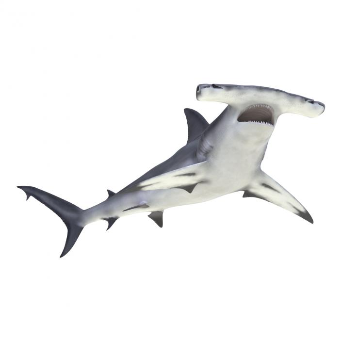 Great Hammerhead Shark Pose 2 3D model