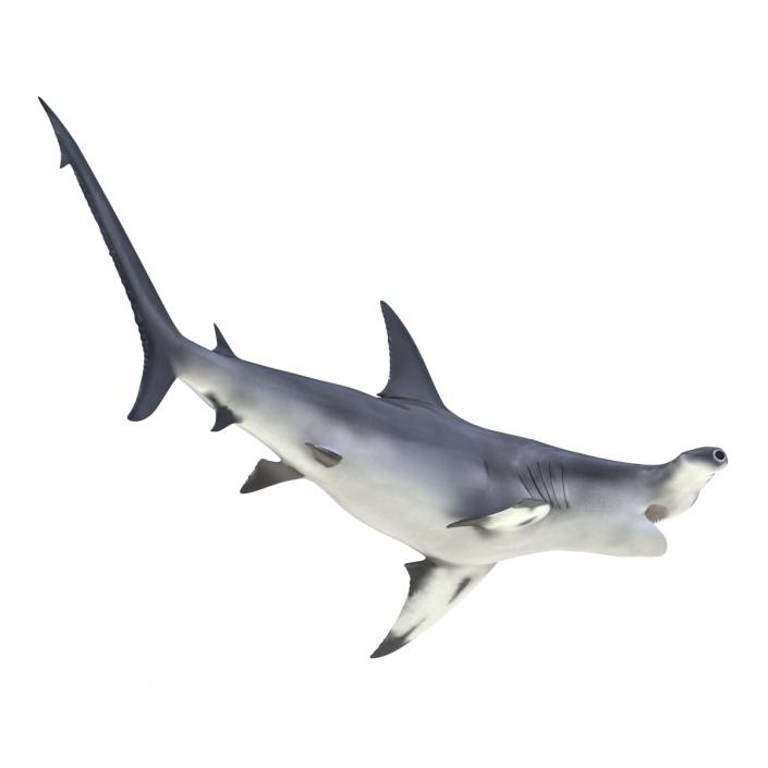 Great Hammerhead Shark Pose 2 3D model