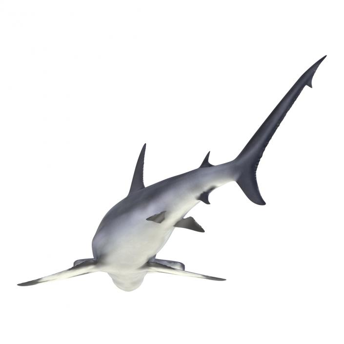 Great Hammerhead Shark Pose 2 3D model