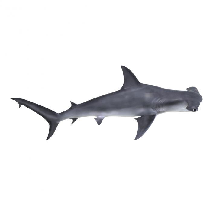 Great Hammerhead Shark Pose 2 3D model