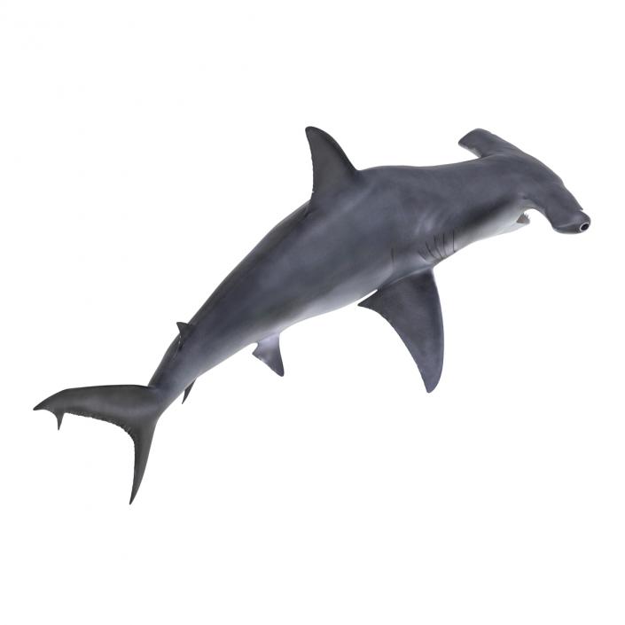 Great Hammerhead Shark Pose 2 3D model