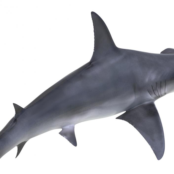 Great Hammerhead Shark Pose 2 3D model