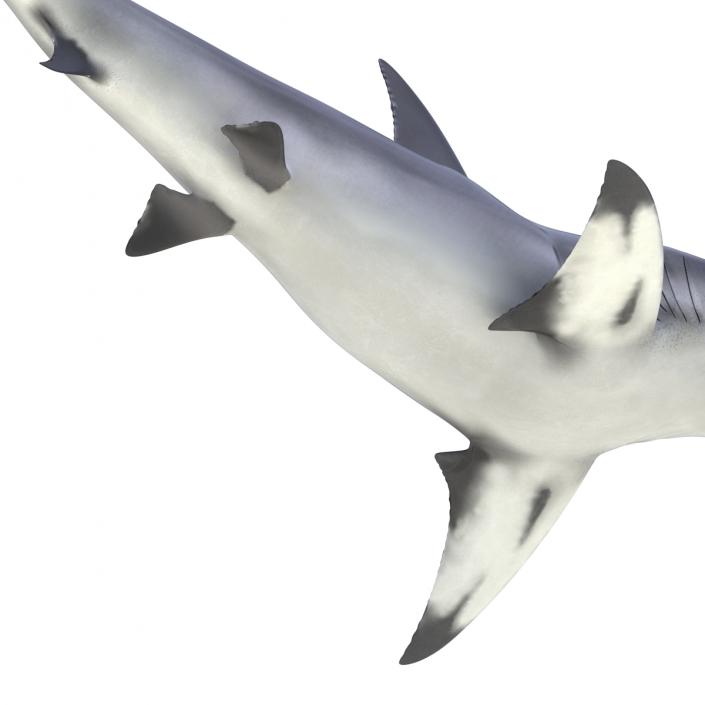 Great Hammerhead Shark Pose 2 3D model