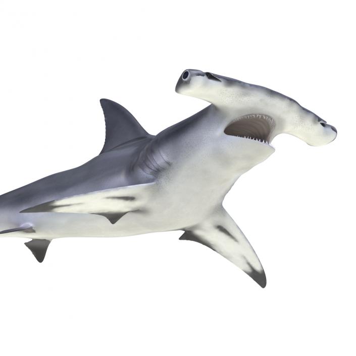 Great Hammerhead Shark Pose 2 3D model