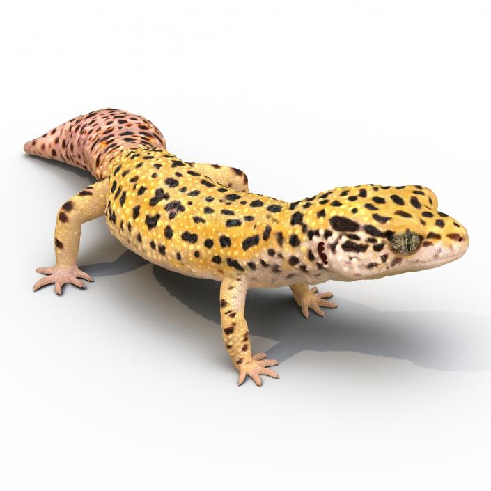 3D model Leopard Gecko Rigged