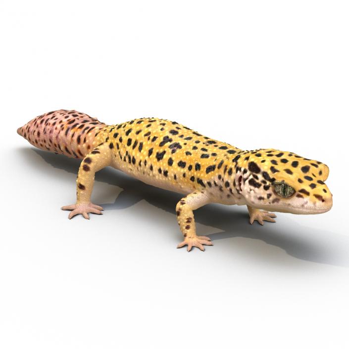 3D model Leopard Gecko Rigged