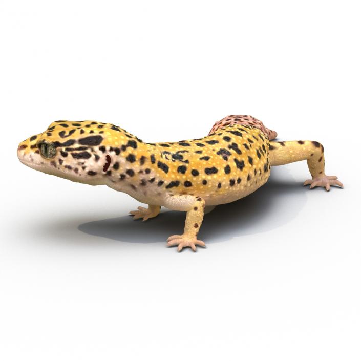 3D model Leopard Gecko Rigged