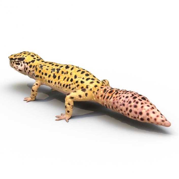 3D model Leopard Gecko Rigged