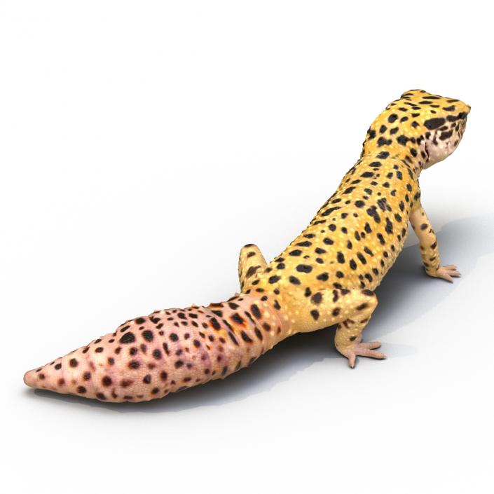 3D model Leopard Gecko Rigged