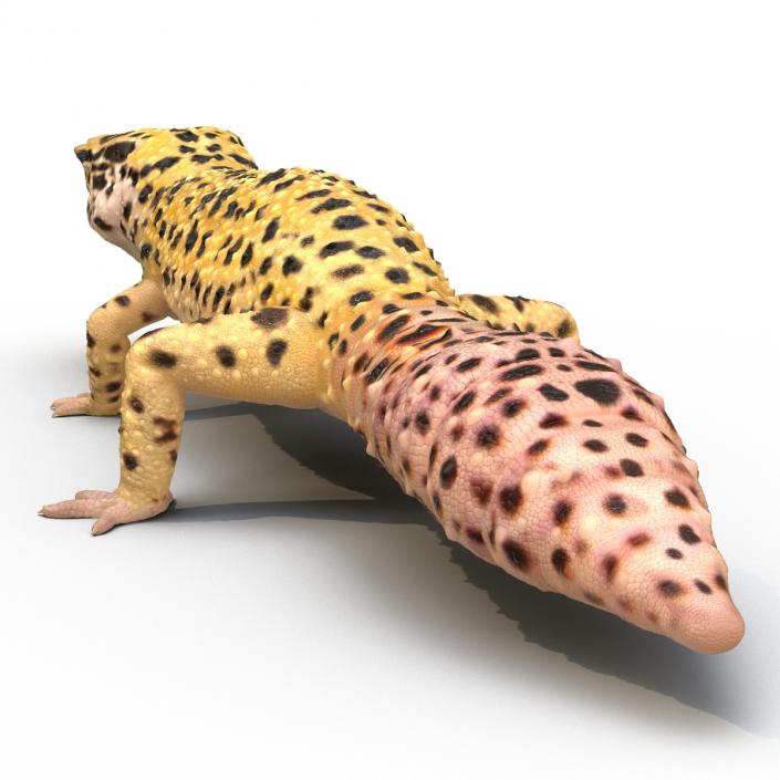 3D model Leopard Gecko Rigged