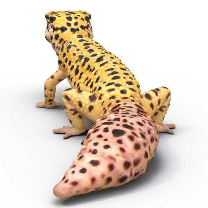 3D model Leopard Gecko Rigged