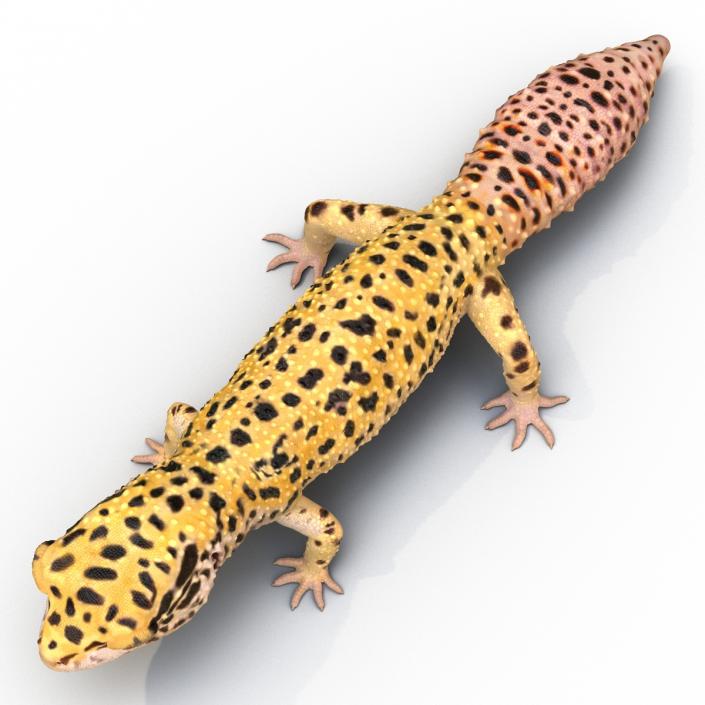 3D model Leopard Gecko Rigged