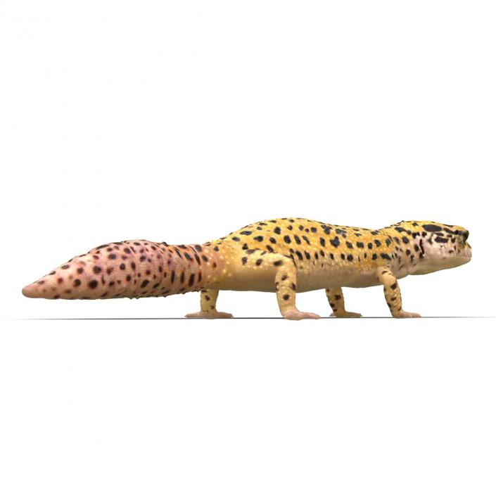 3D model Leopard Gecko Rigged