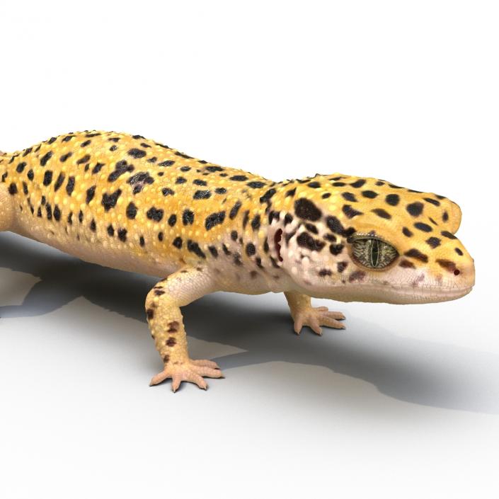 3D model Leopard Gecko Rigged